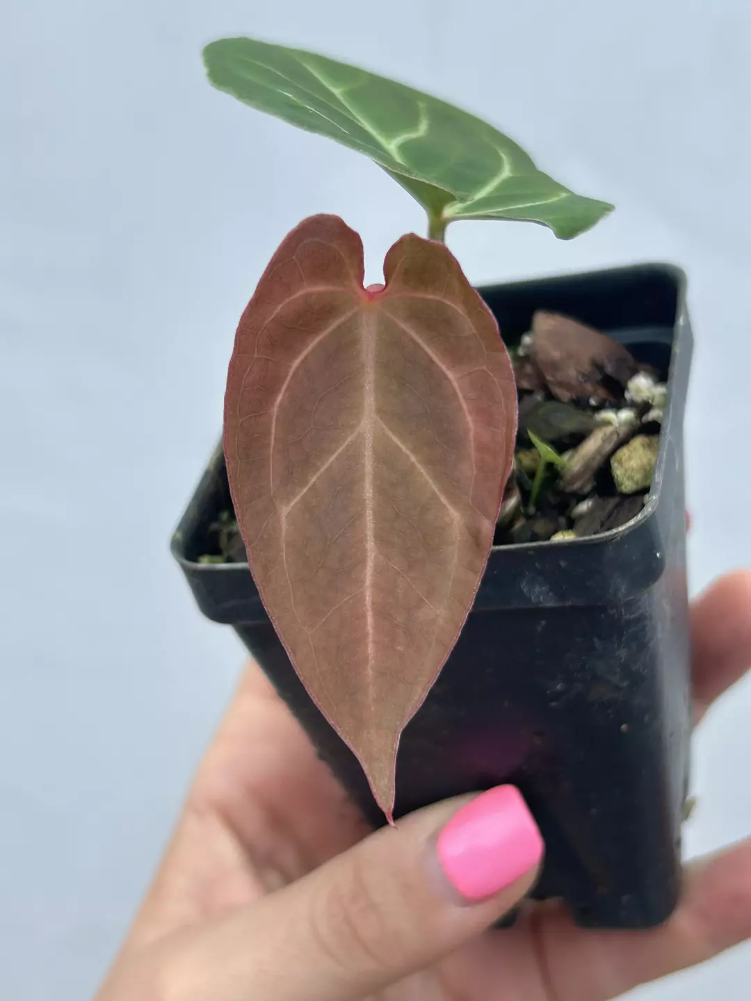 P44 Costa Rican Crystal' x ('Tim Anderson's Crystal Mag'/'Tim Anderson’s Black). Red mahogany emerg thumbnail