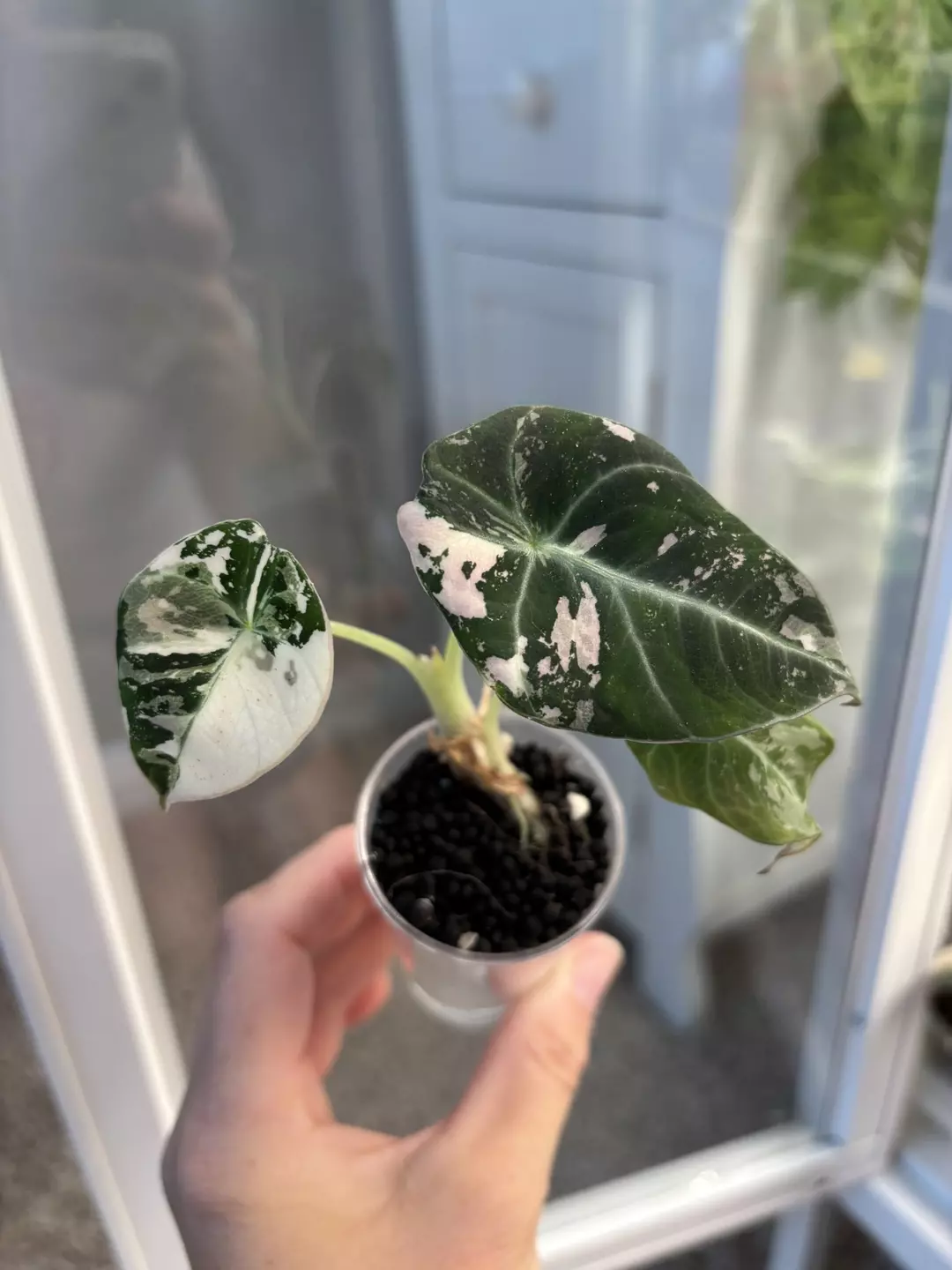 Alocasia Pink Black Velvet Pup thumbnail