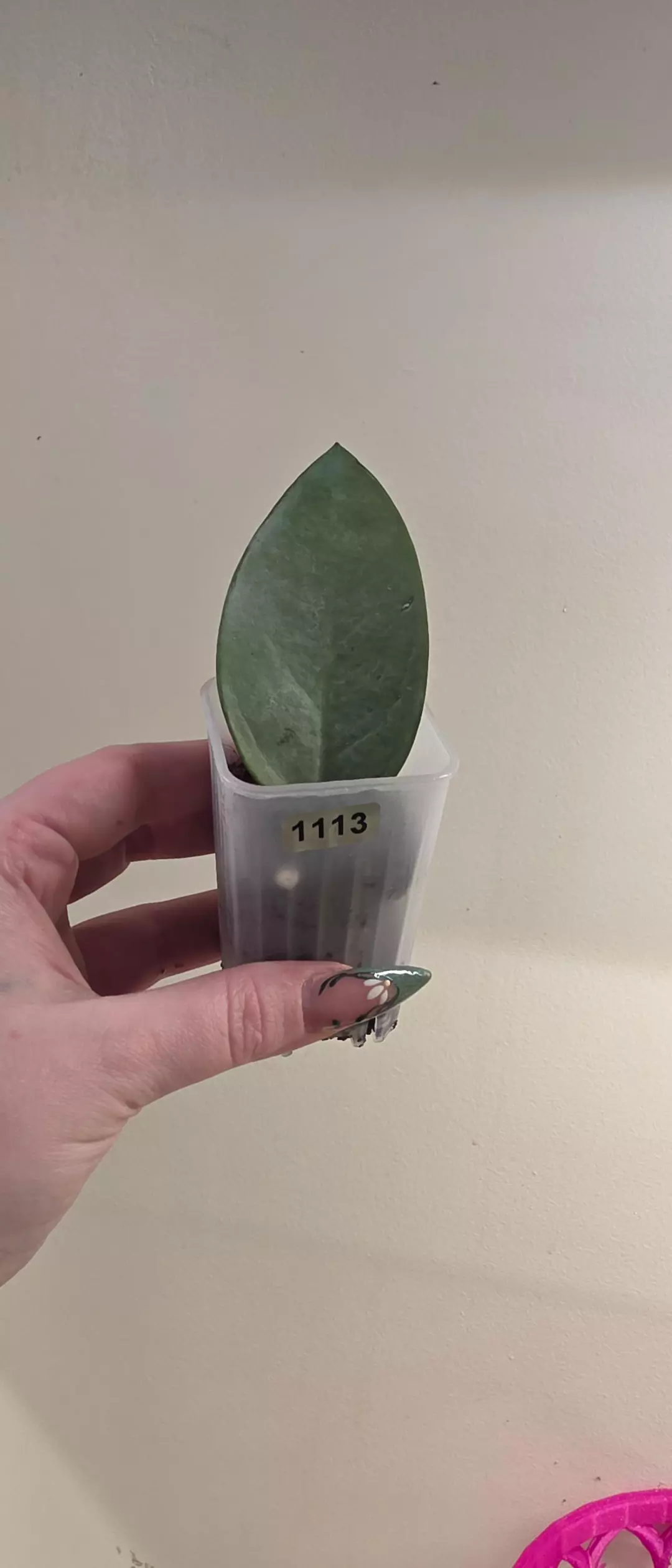 1113 Silver Dollar  thumbnail