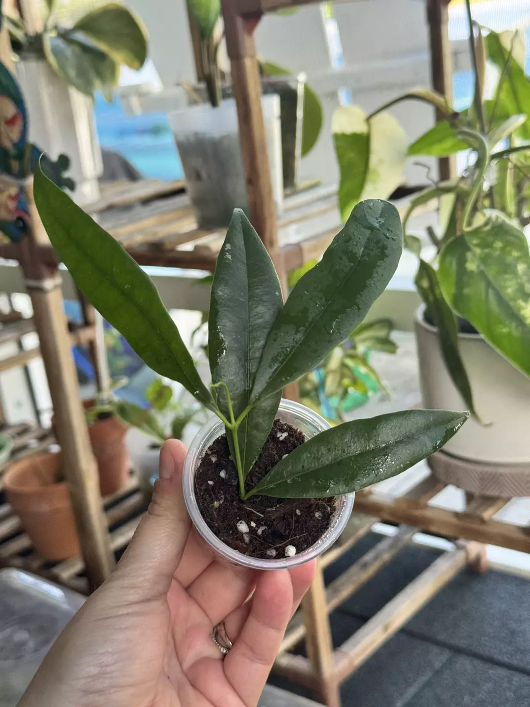 Hoya Wallichii subsp. Tenebrosa C thumbnail