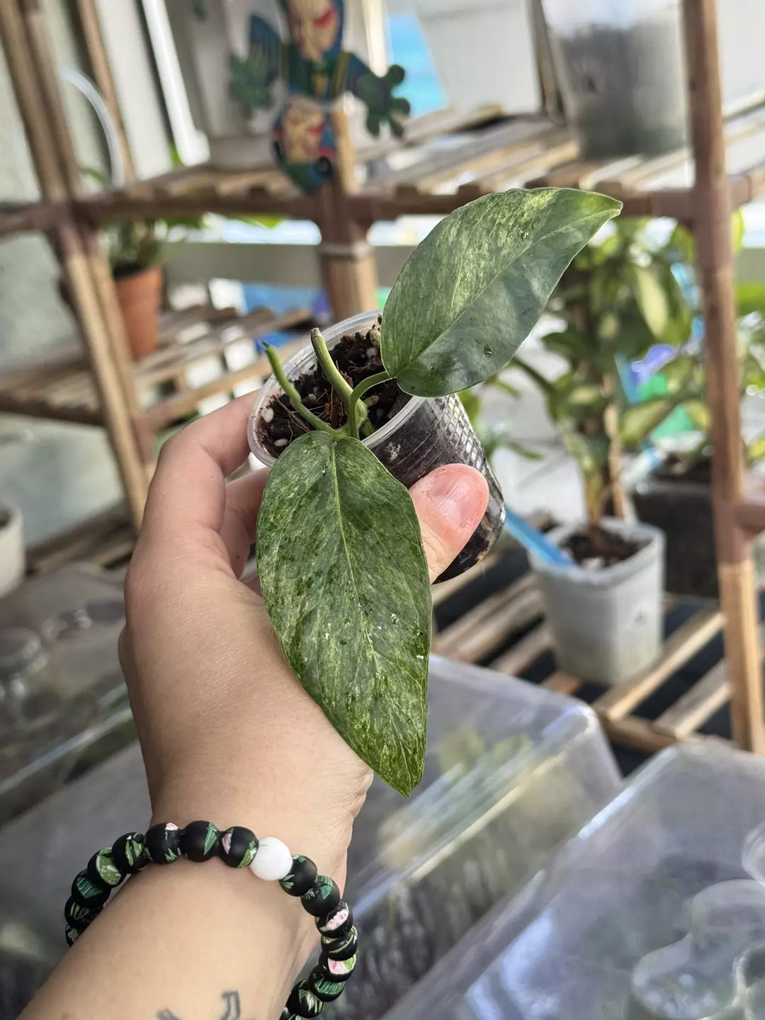 Epipremnum Mint thumbnail