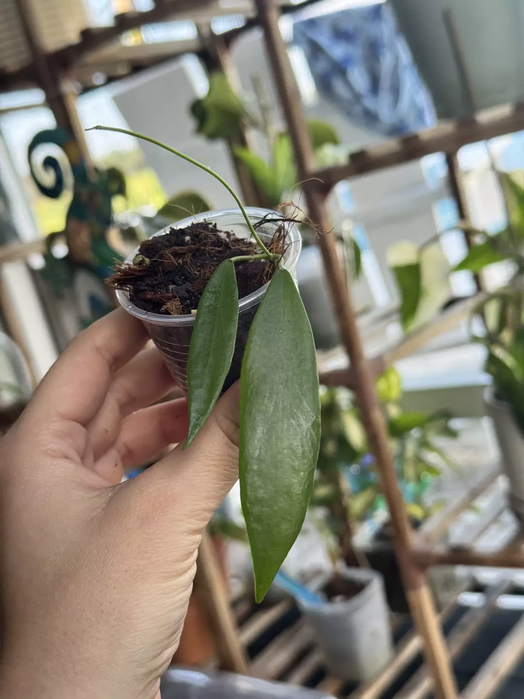 Hoya Pallida thumbnail