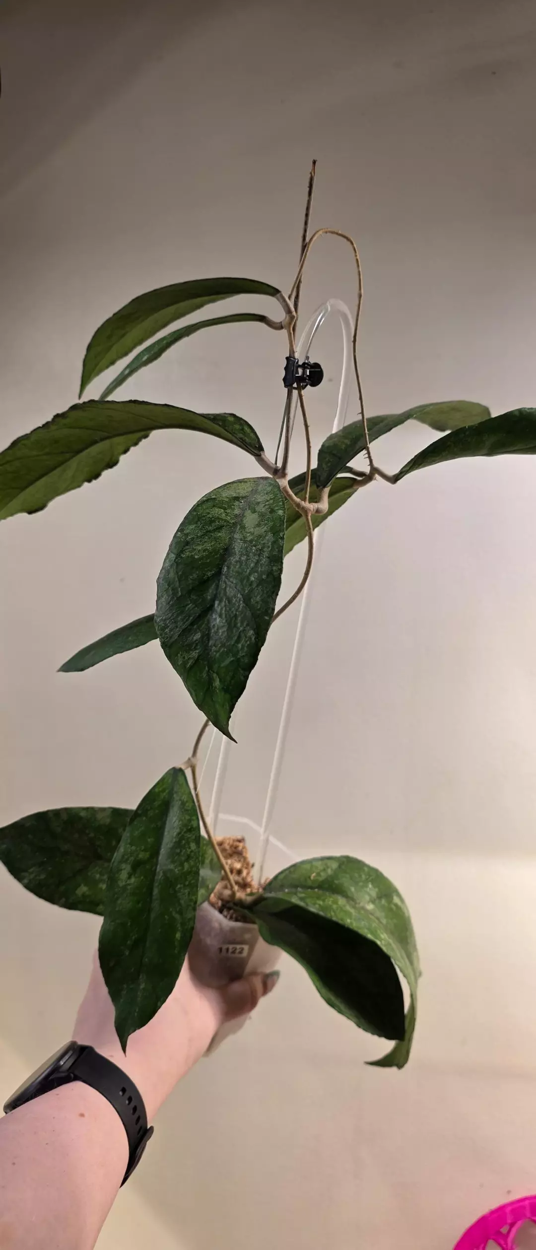 1122 Finlaysonii Bahoi Mother Plant thumbnail