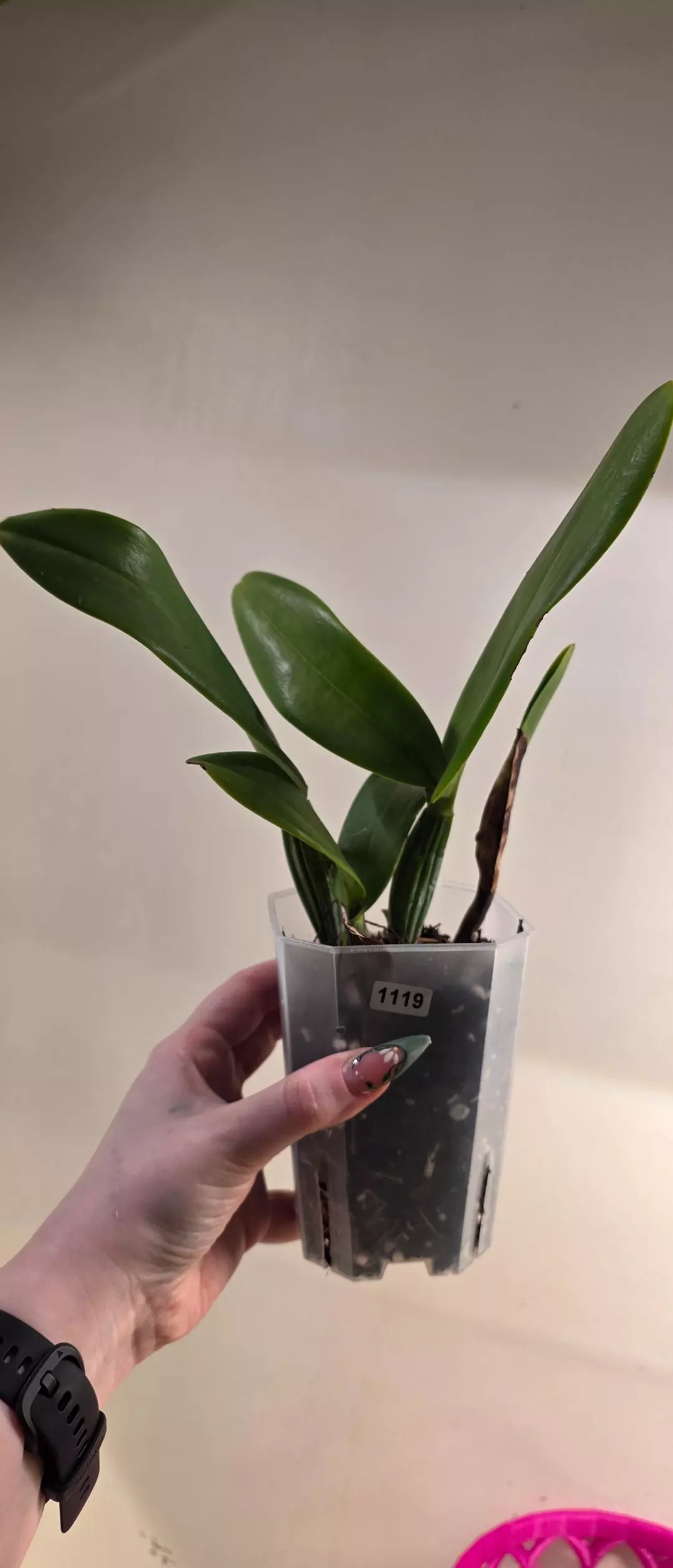 1119 Cattleya Sa-Ngob Delight  thumbnail