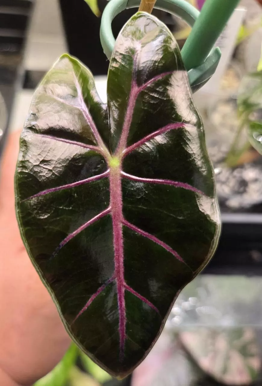 *GC* CORM black satun pink bone thumbnail