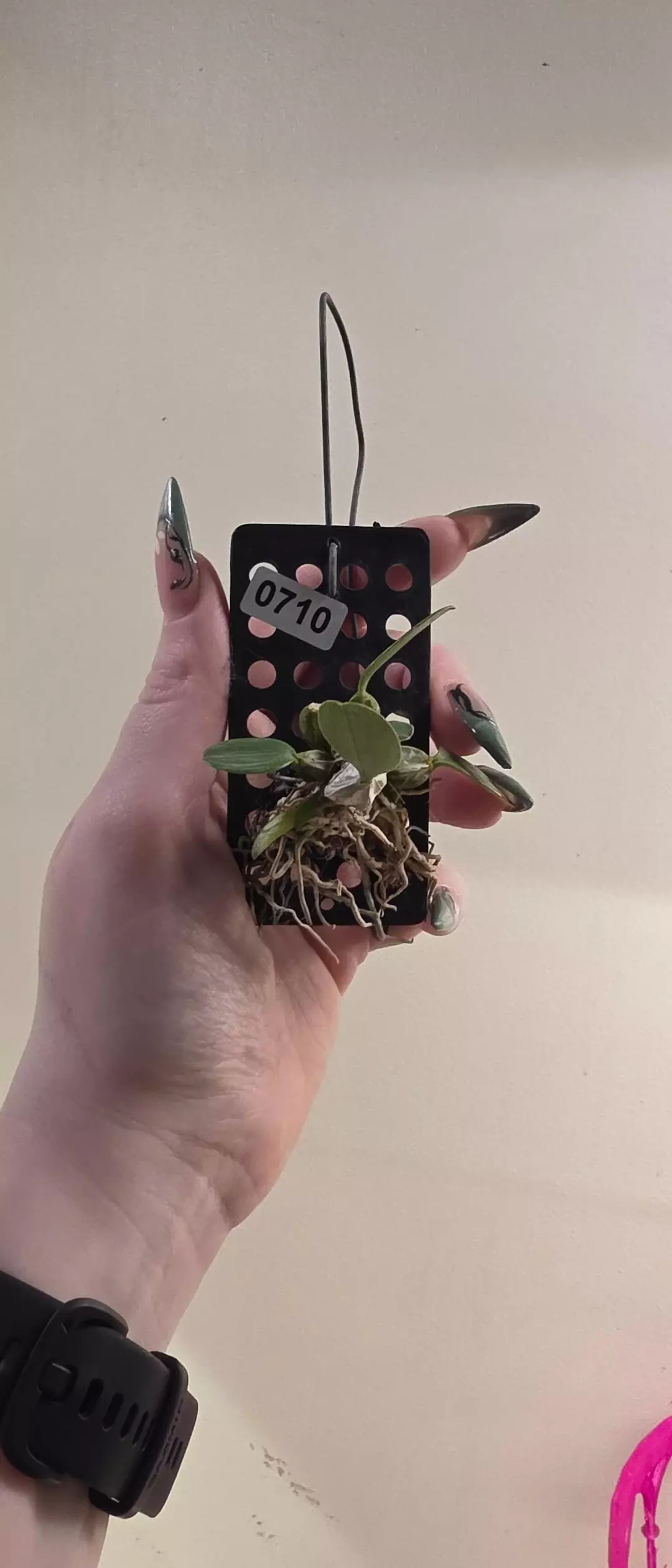 710 Dendrobium Variegated Jenkinsii thumbnail
