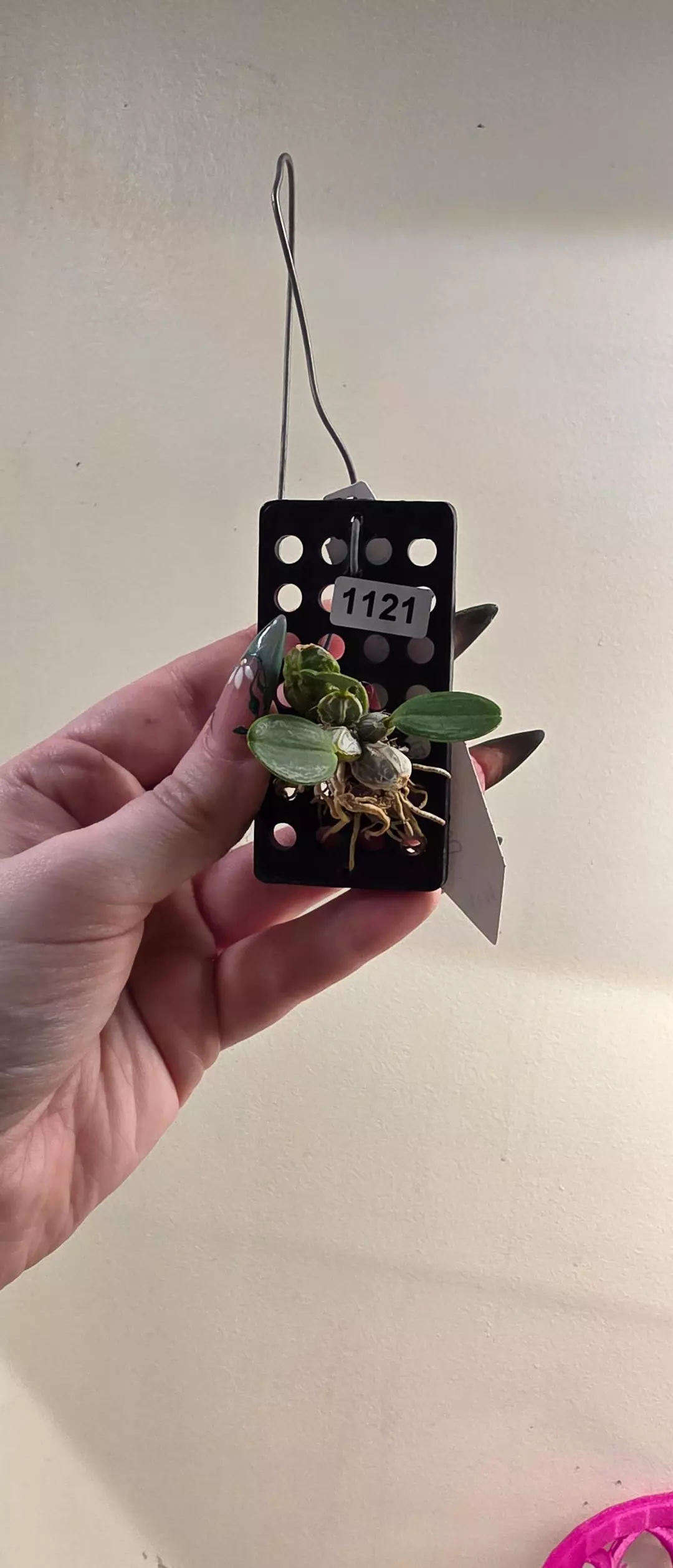 1121 Dendrobium Variegated Jenkinsii thumbnail