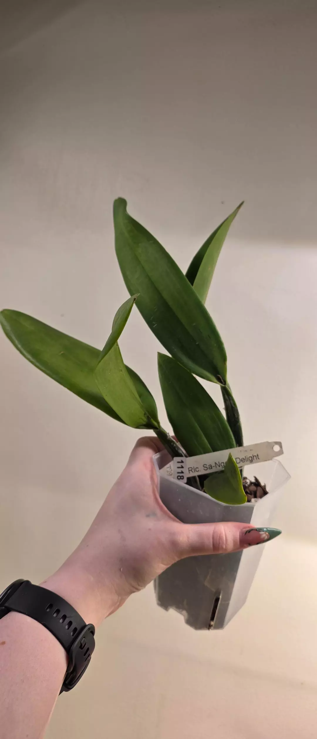 1118 Cattleya Sa-Ngob Delight thumbnail