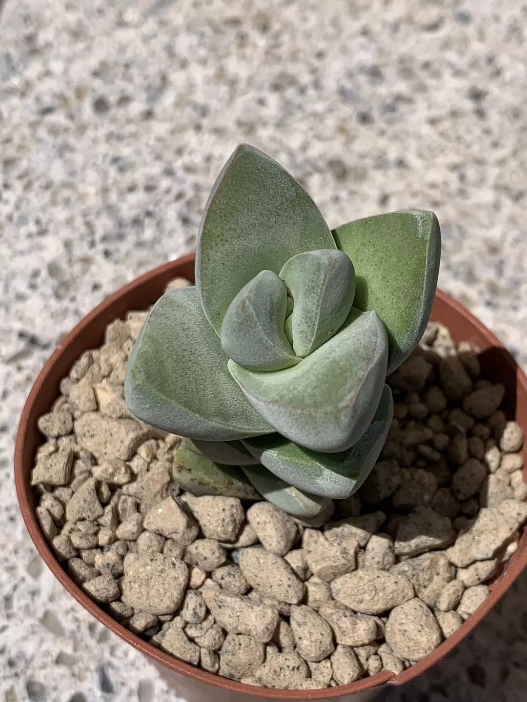 Crassula cv “moonglow” thumbnail