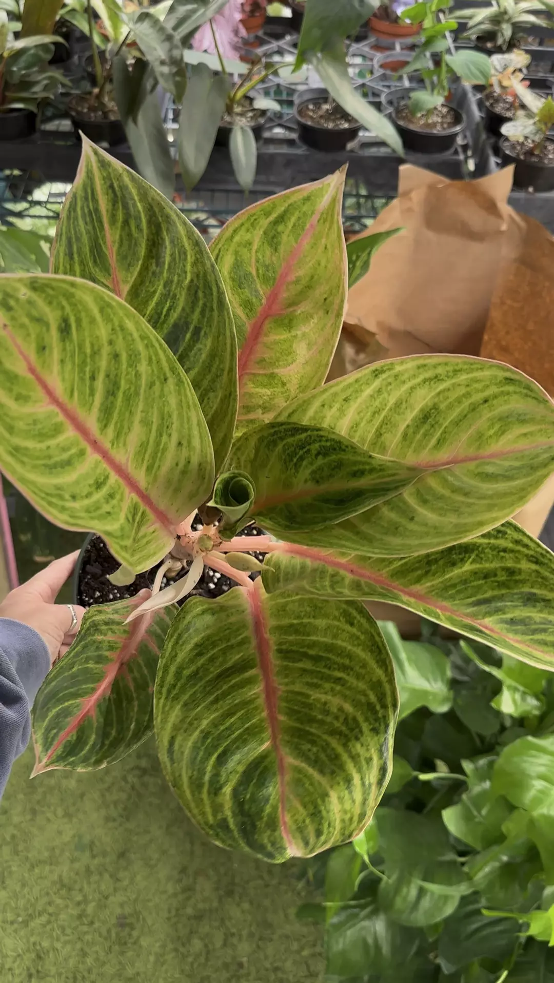 Aglaonema Amber 6” pot exact plant  thumbnail
