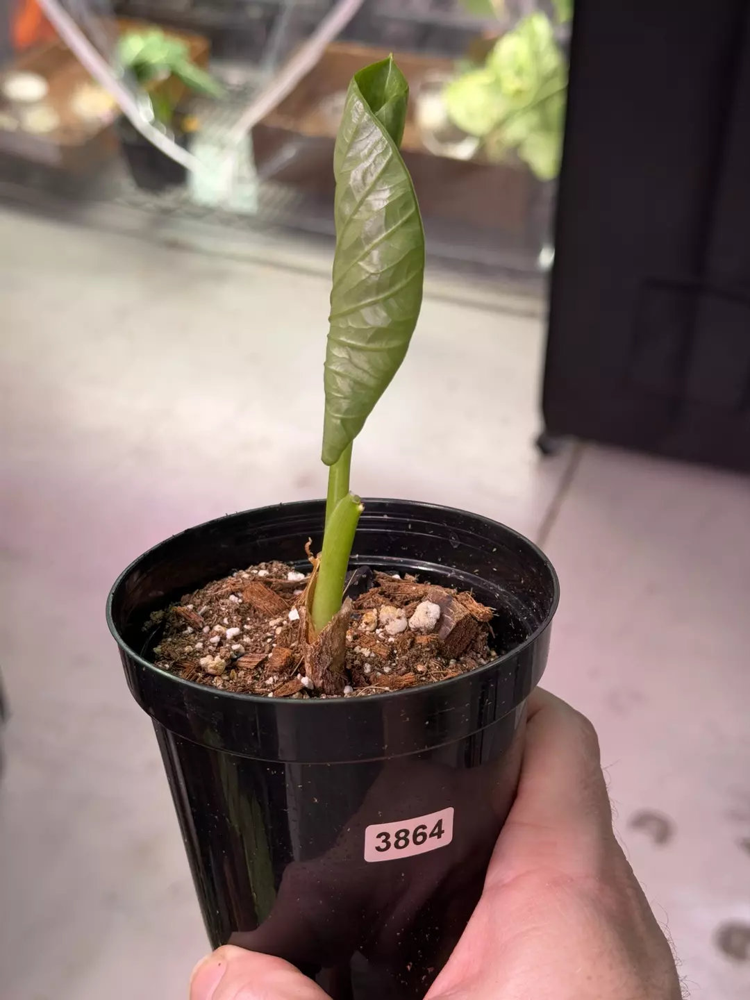 SPECIAL! Alocasia Hybrid (Alba x Sinuata) 3864 thumbnail