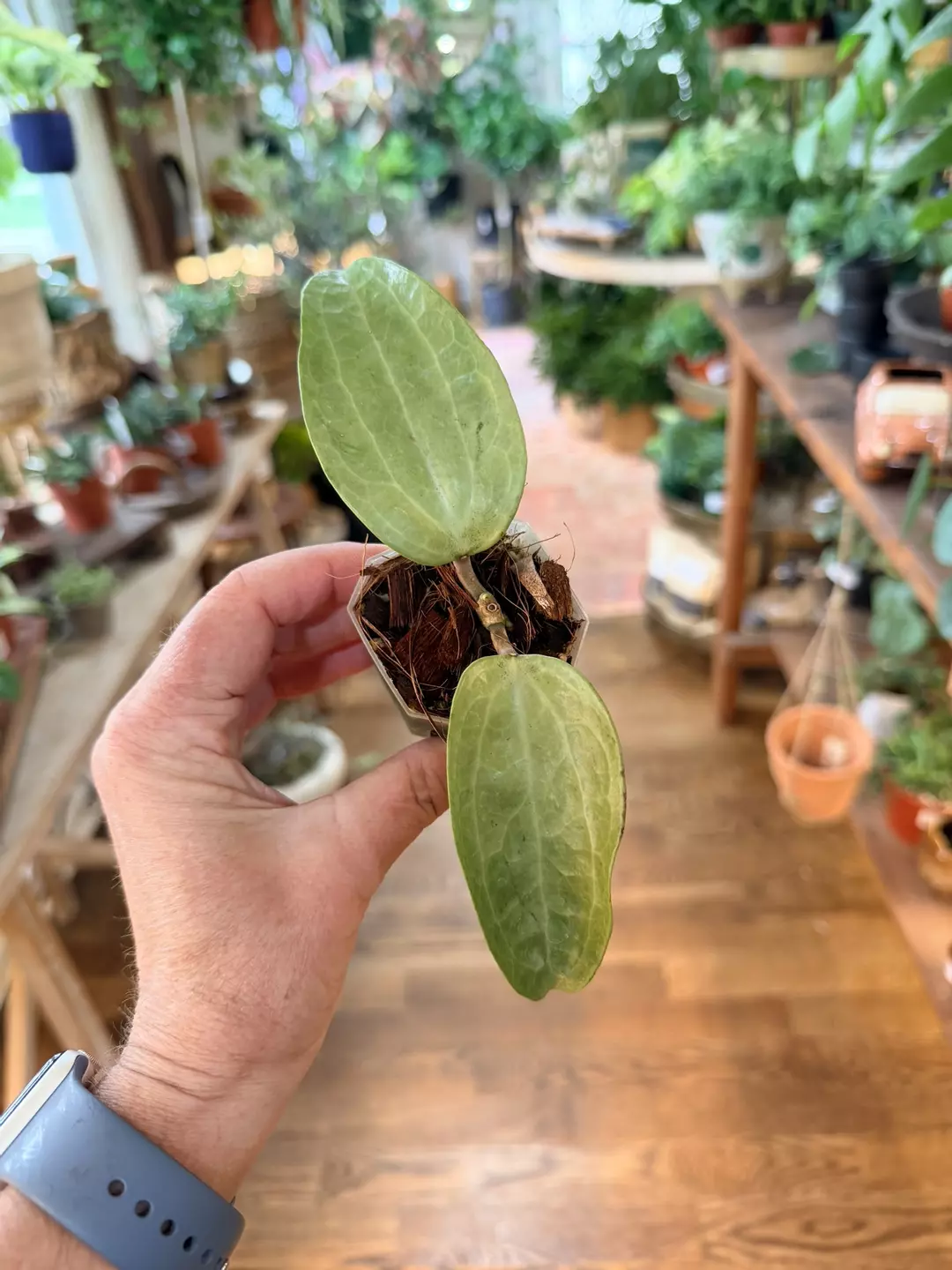 Hoya latifolia filea silver  thumbnail
