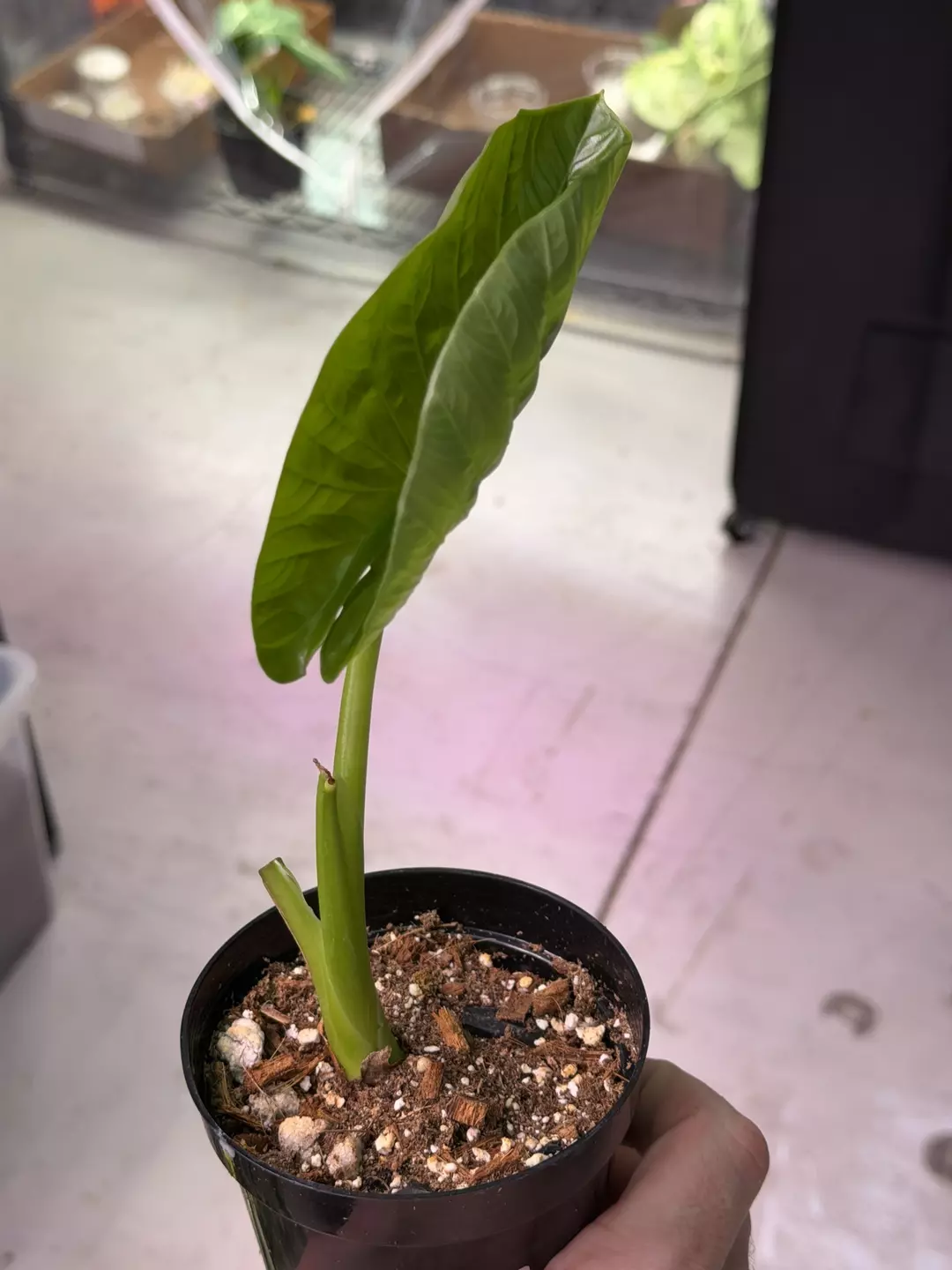 SPECIAL! Alocasia Hybrid (Alba x Sinuata) 3862 thumbnail