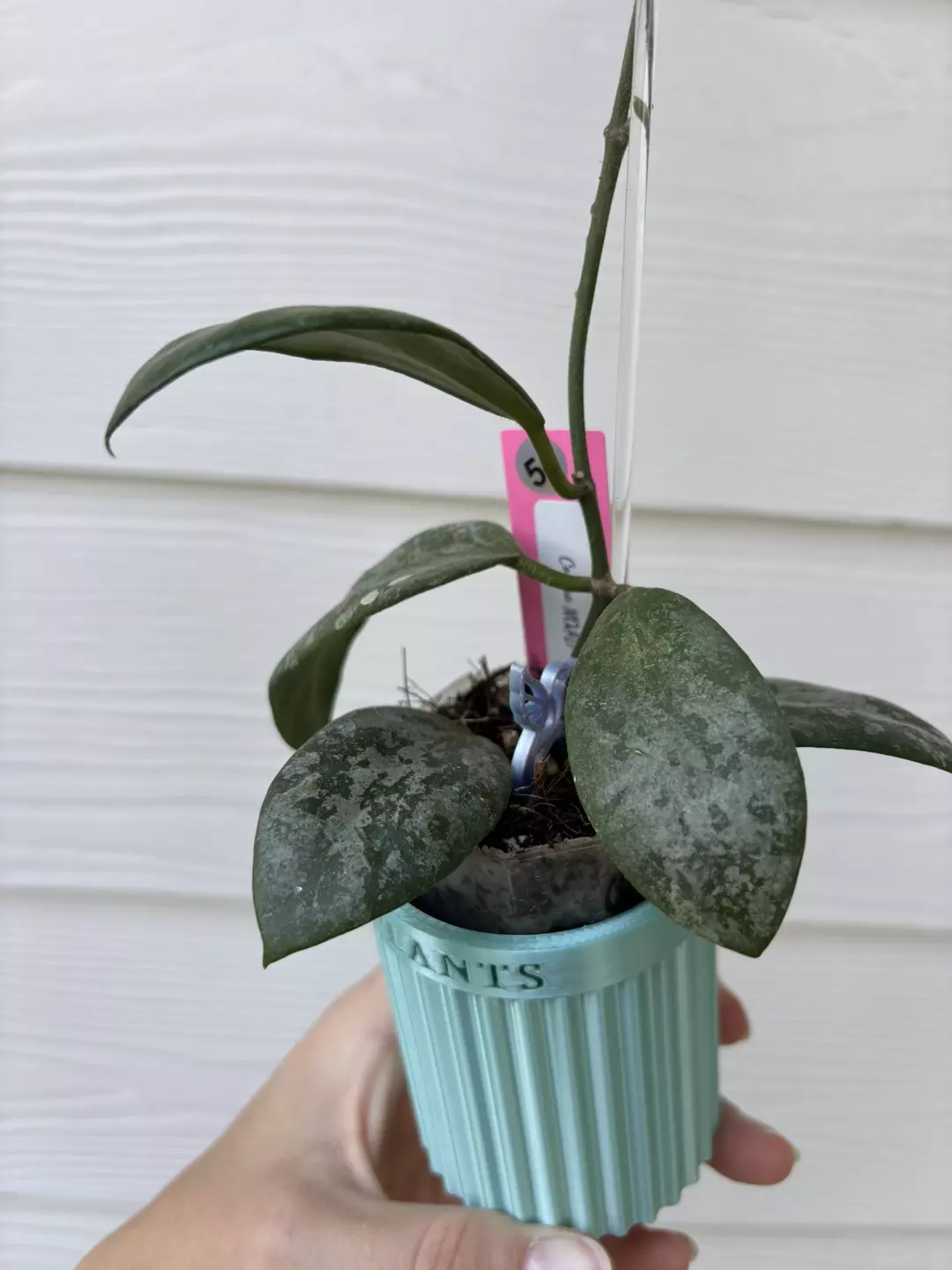 Hoya Collina NOID Splashy thumbnail