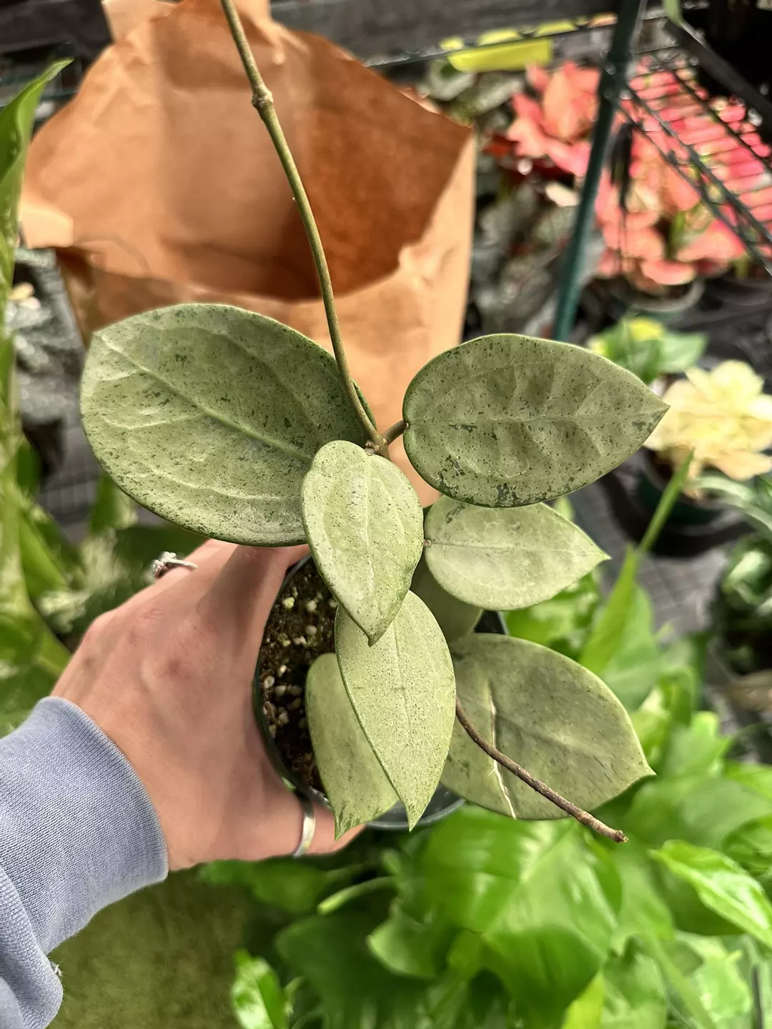 Hoya silver heart 4” pot exact plant  thumbnail
