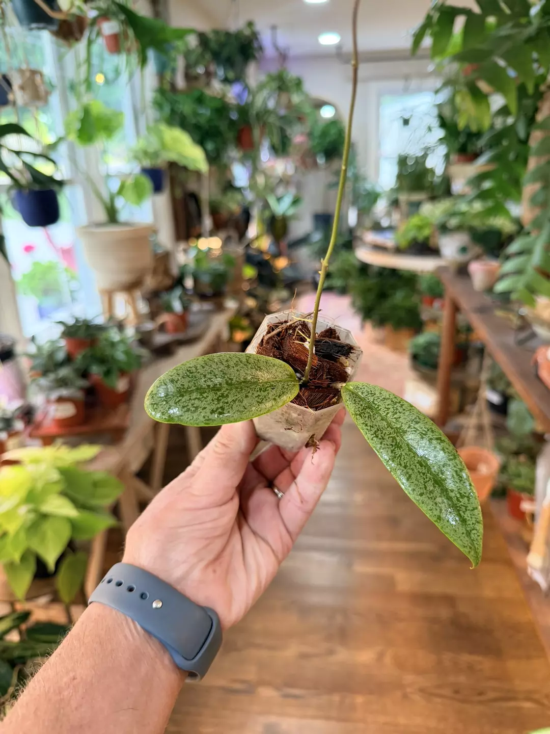 Hoya jita silver clone 1 thumbnail