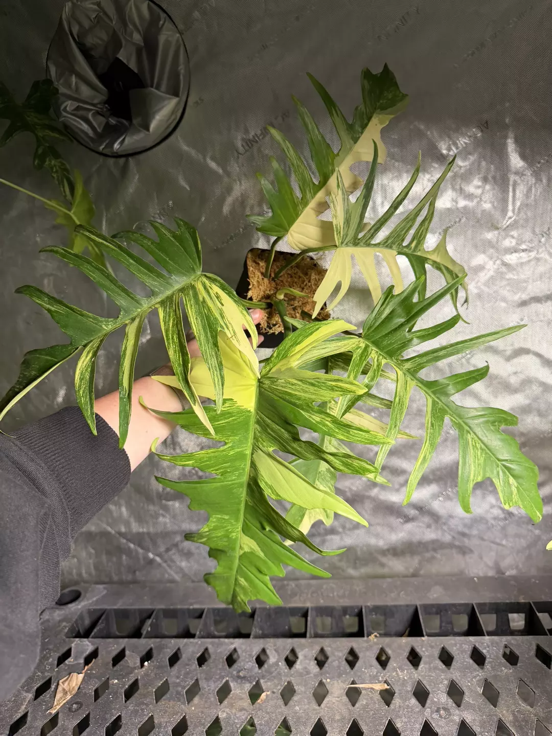 Philodendron Fb x Tortum thumbnail