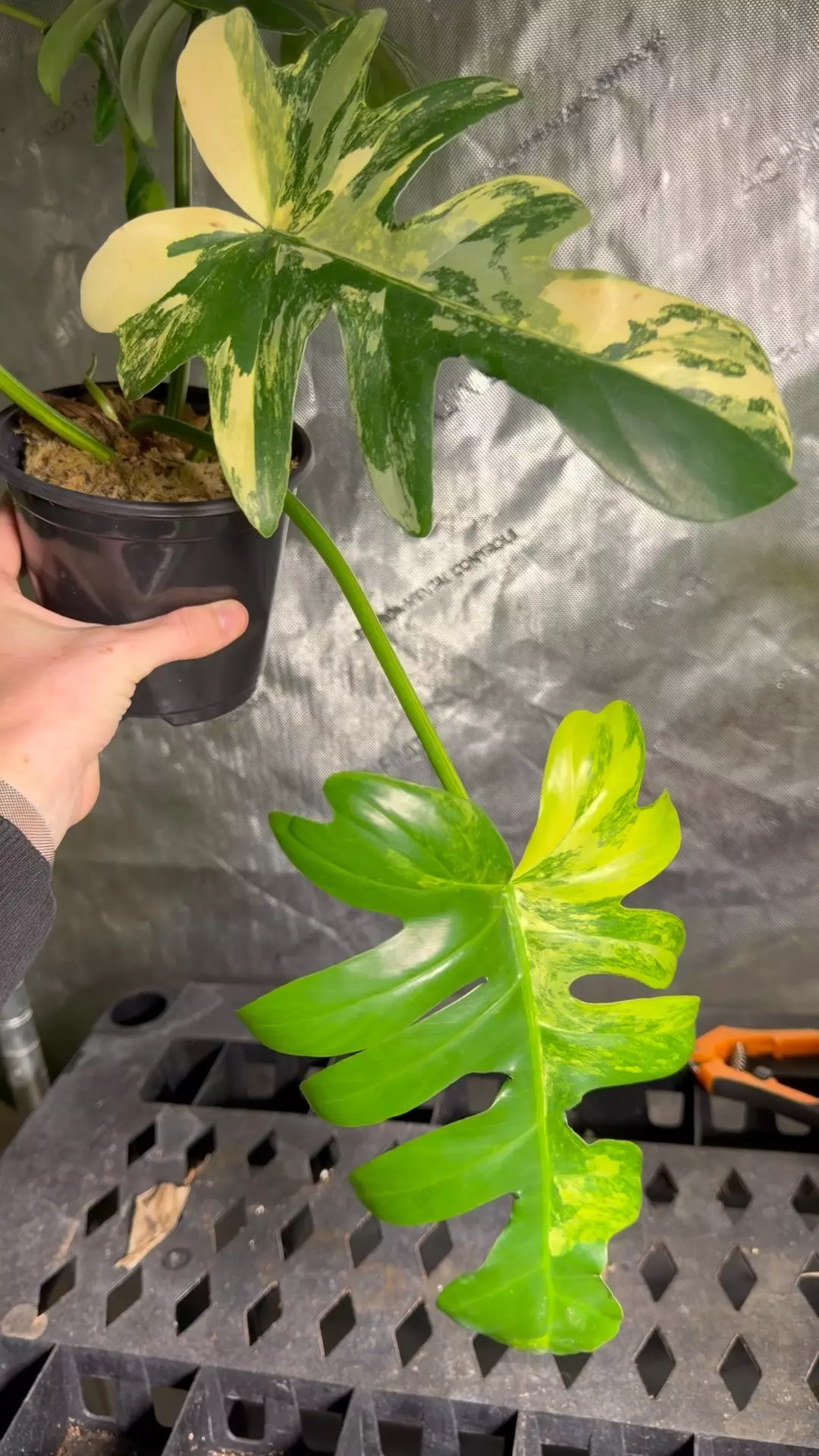 Philodendron (Florida x Mayoi) x distantilobum var. thumbnail