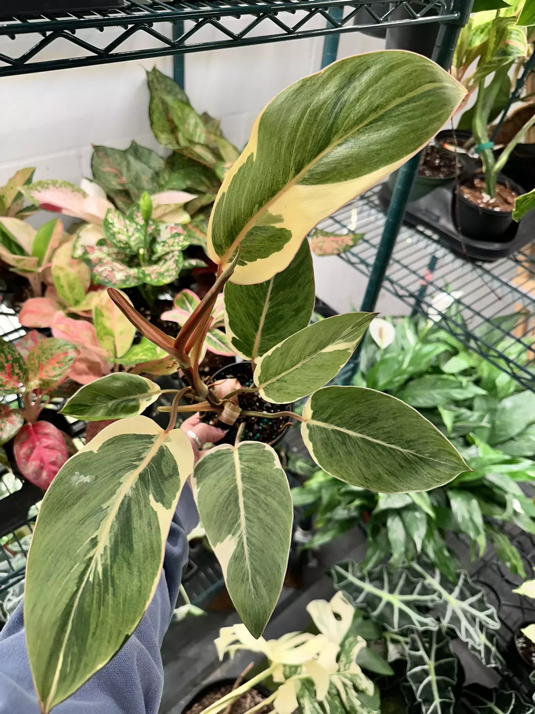 Philodendron shady lady exact plant  thumbnail