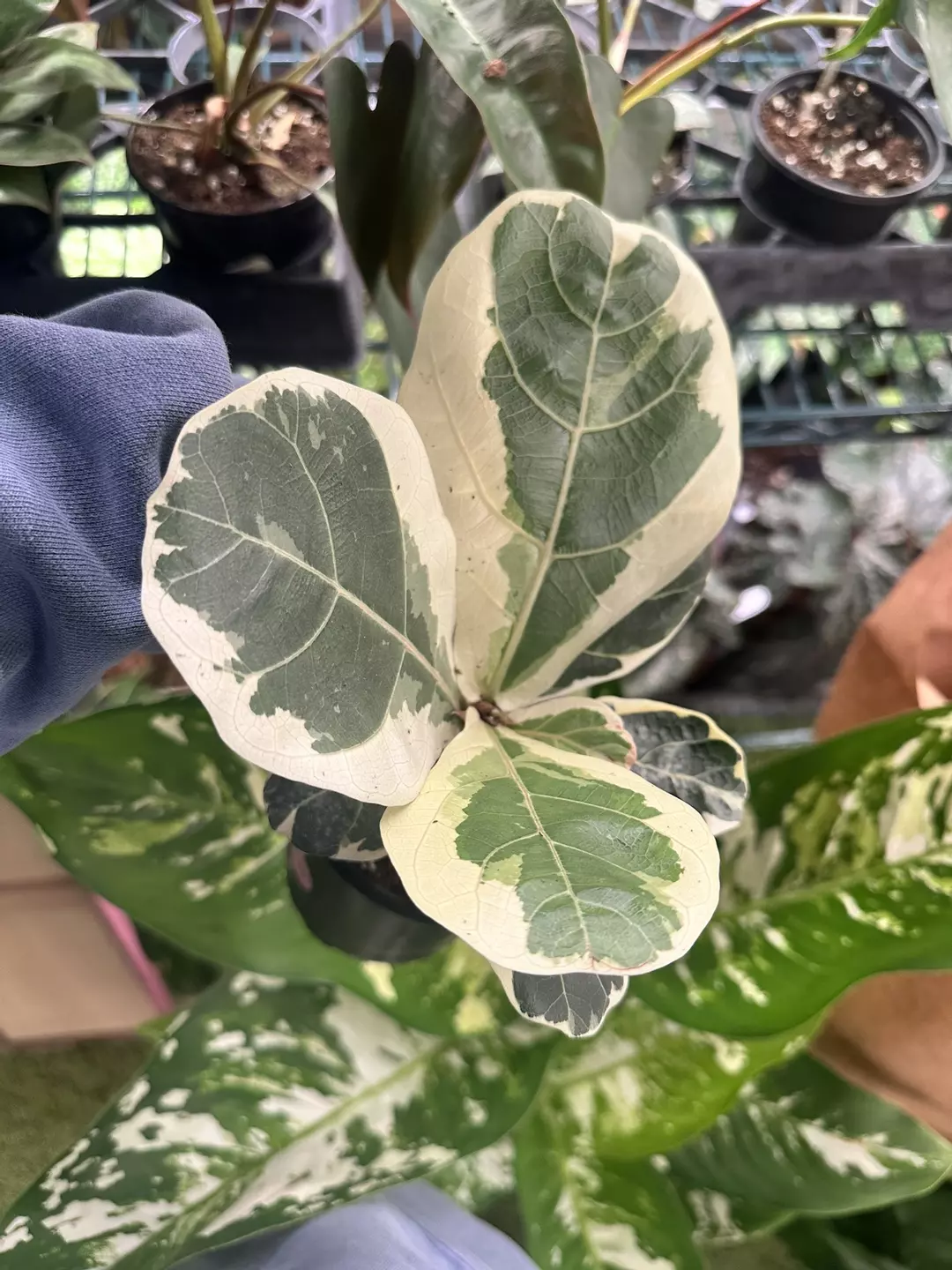 Ficus lyrata variegated 4” pot exact plant  thumbnail