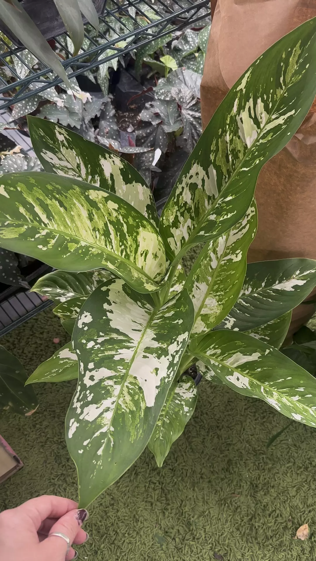 Dieffenbachia Puerto Rico 8” pot thumbnail