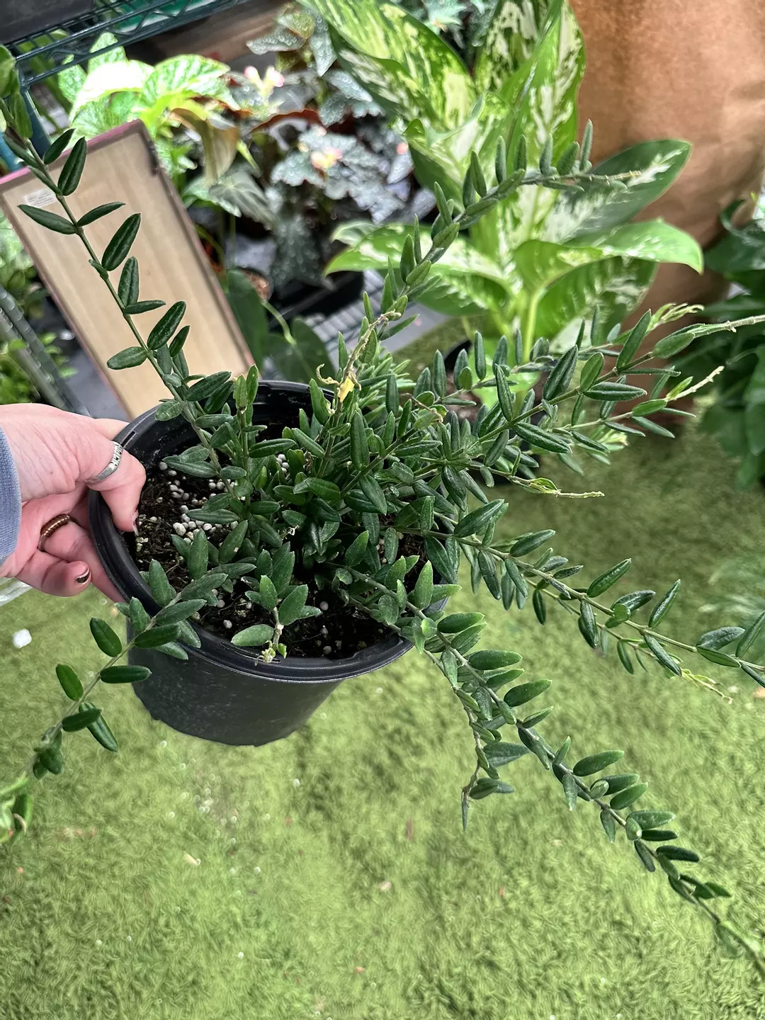 Hoya Engleriana 6” pot exact plant  thumbnail