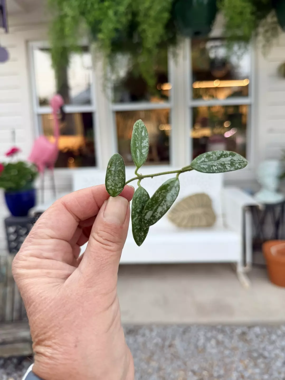 Hoya china noid cutting  thumbnail