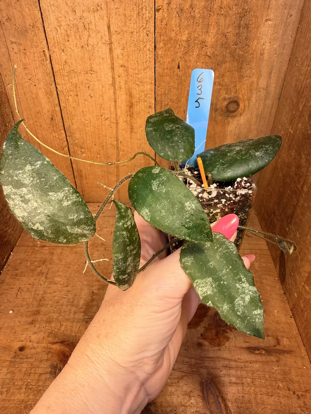 635 Hoya caudata Sumatra with tons of 💦  thumbnail