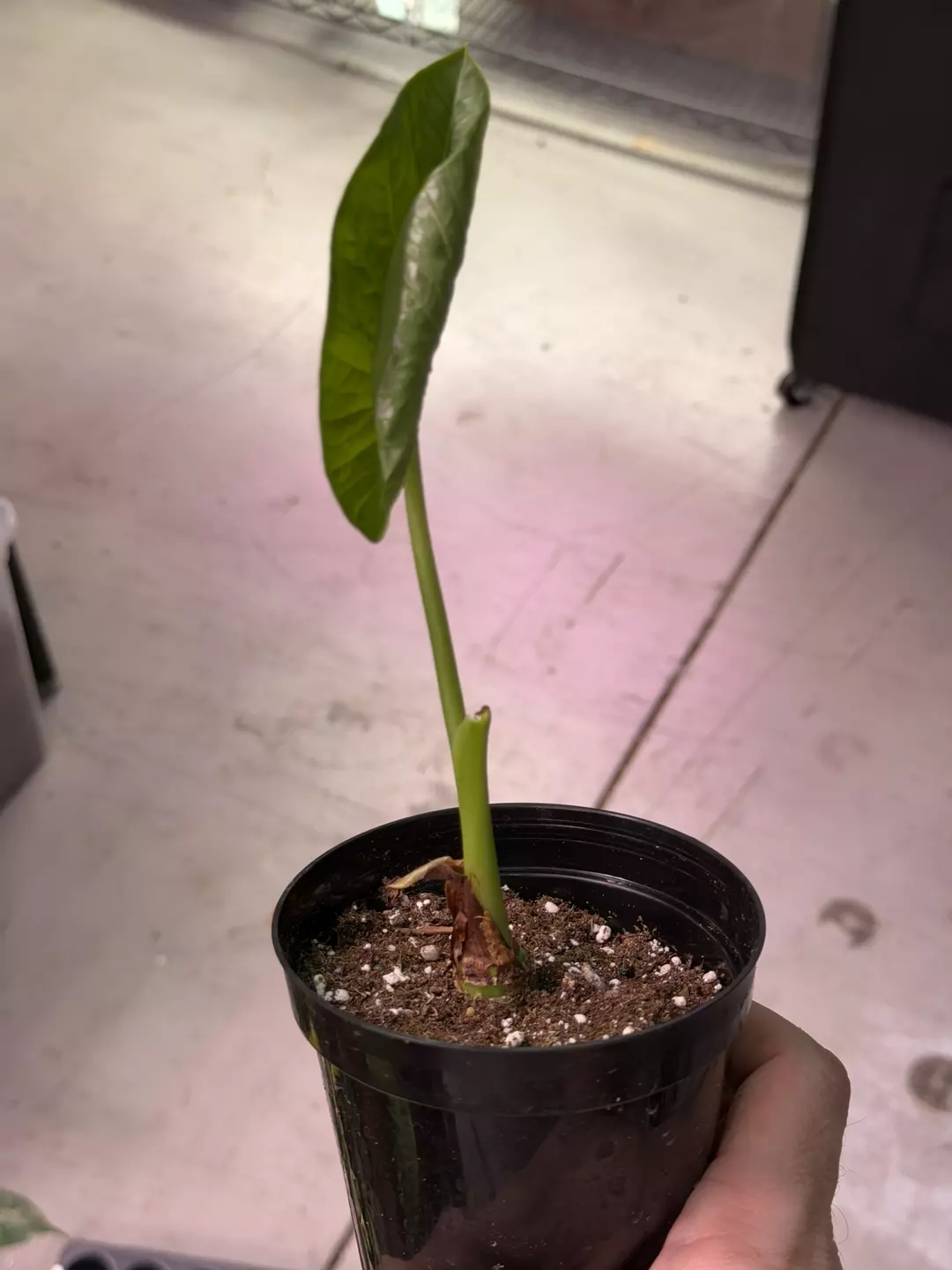 SPECIAL! Alocasia Hybrid (Alba x Sinuata) 3863 thumbnail