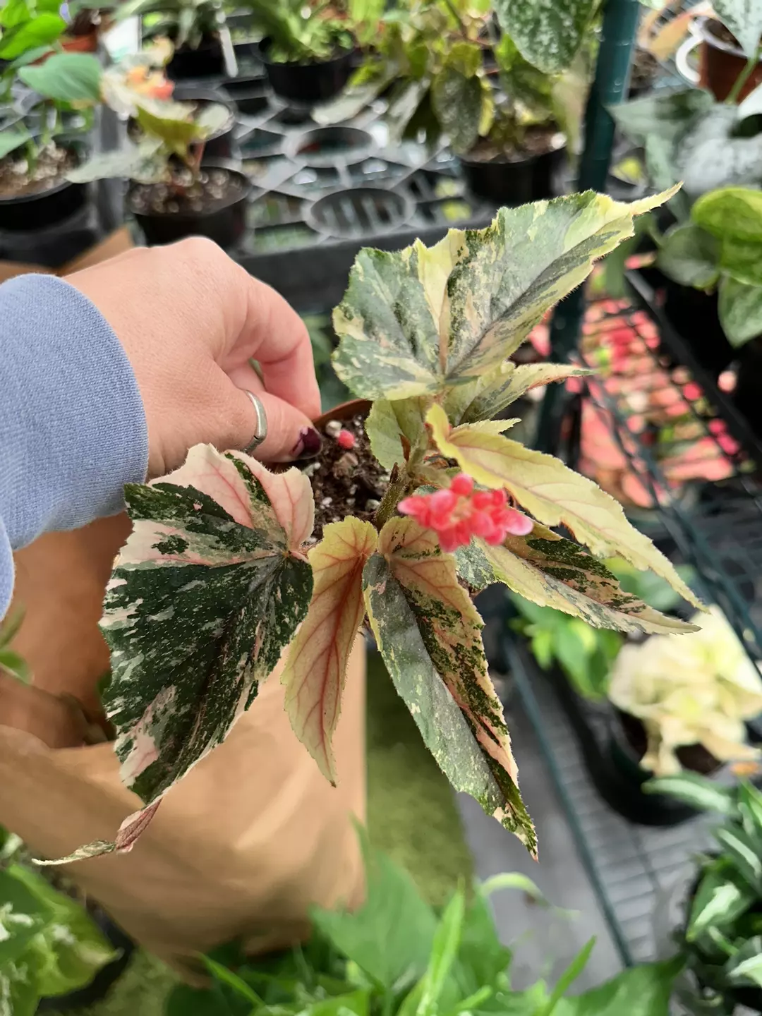 Ginny galaxy begonia exact plant  thumbnail