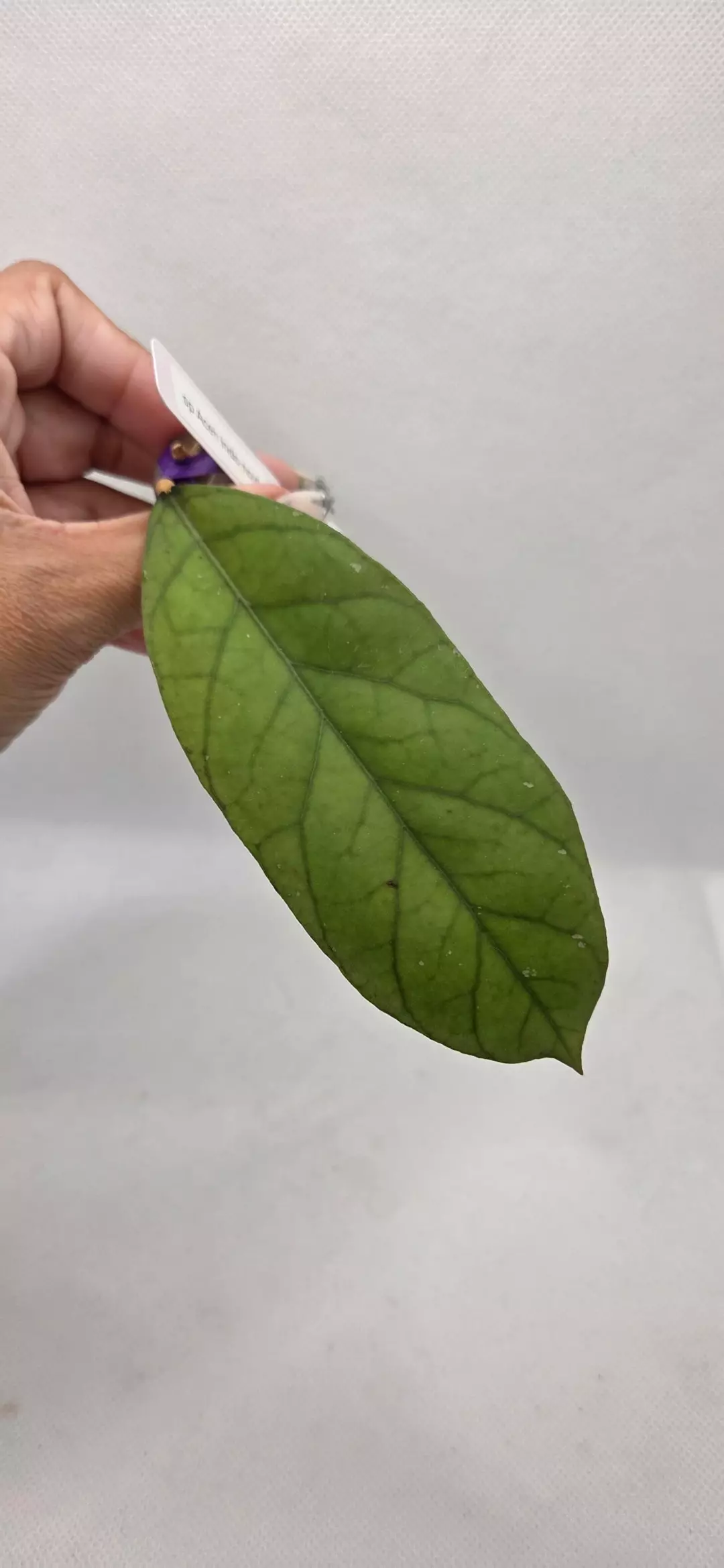 Hoya sp Aceh Indo NOID thumbnail