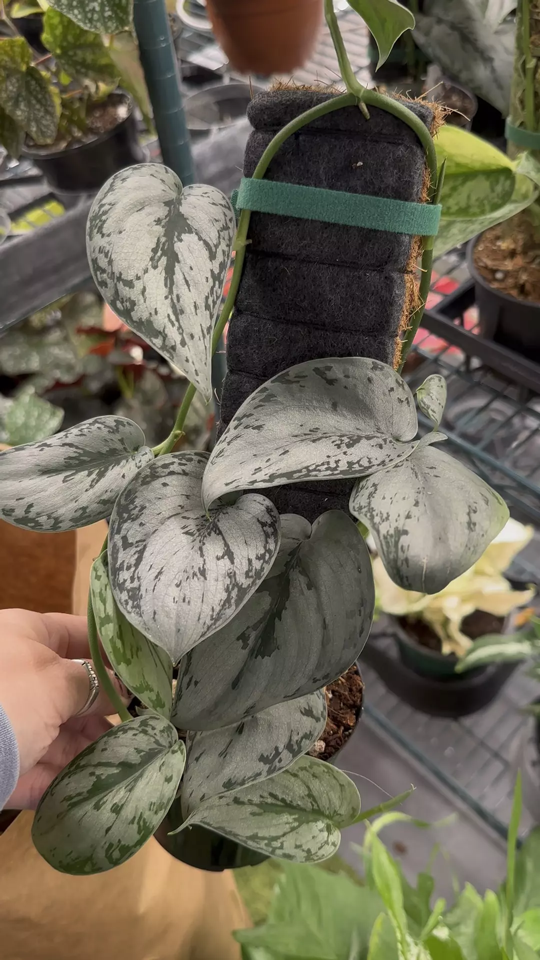 Scindapsus silver Sierra exact plant  thumbnail