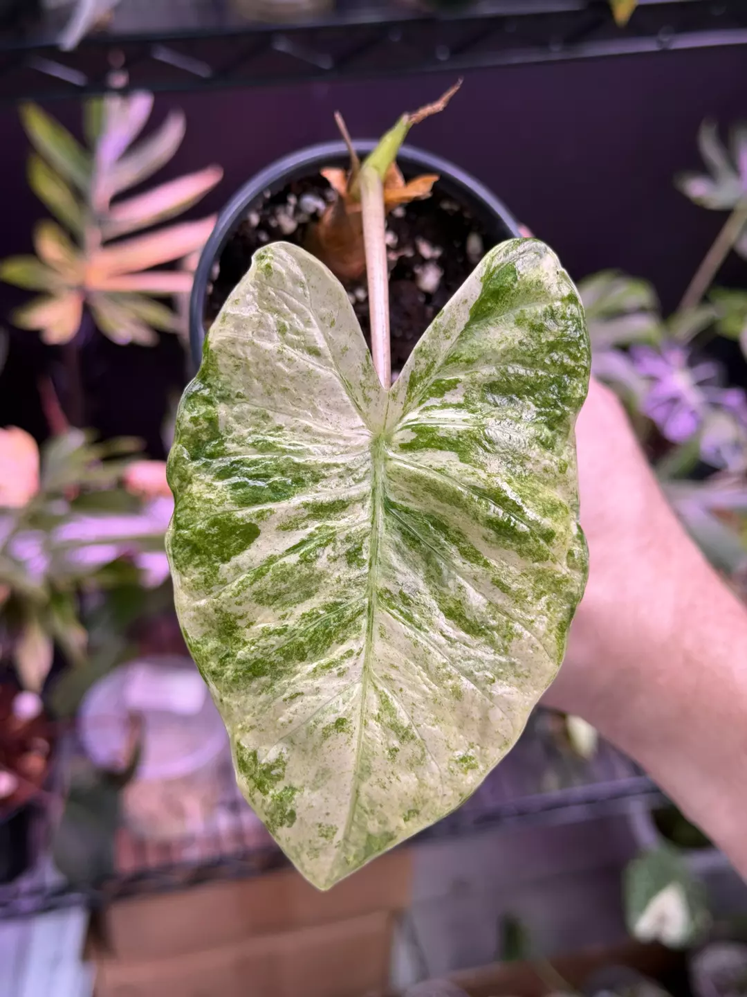 Variegated Mystery Alocasia 🤷🏼‍♂️ thumbnail