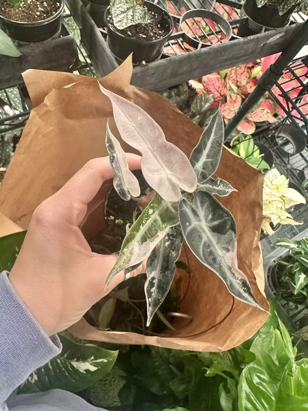 Alocasia bambino pink exact plant thumbnail