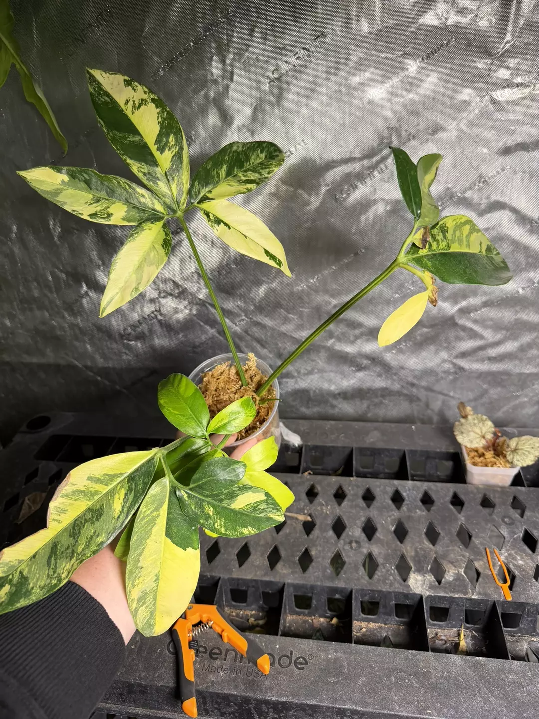 Philodendron goeldii variegated thumbnail