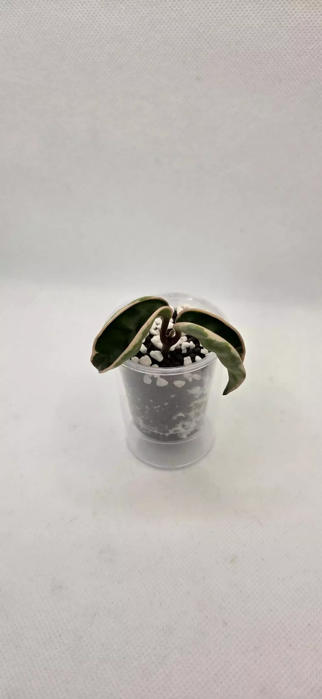 Hoya Marianna Carnosa  thumbnail
