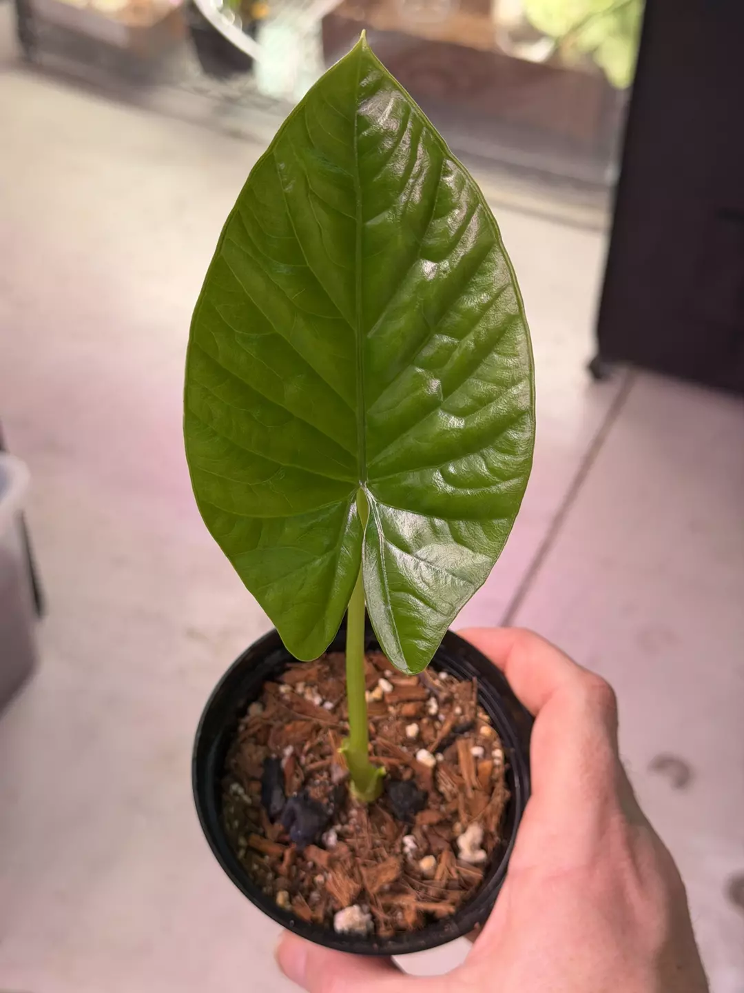 SPECIAL! Alocasia Hybrid (Alba x Sinuata) 3861 thumbnail