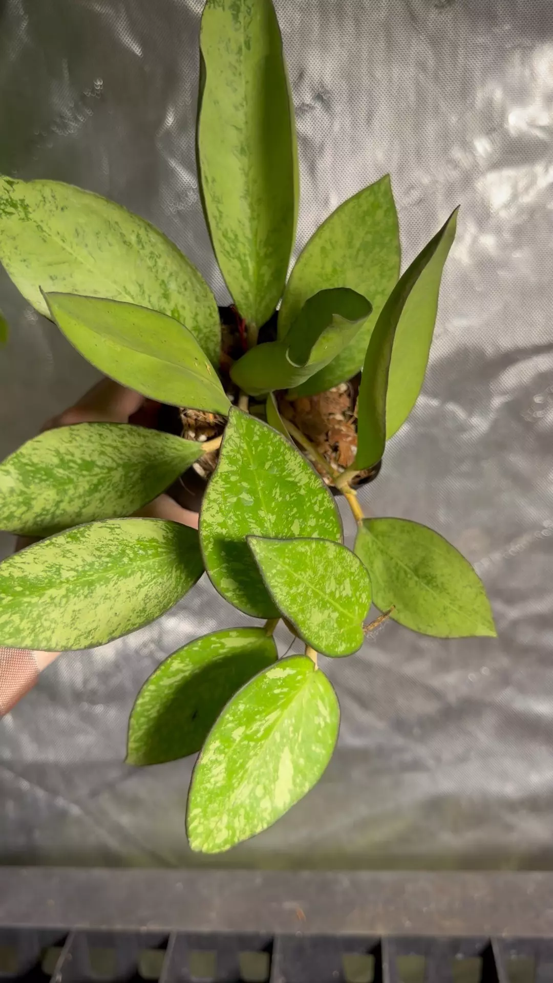 Hoya patchawa. Silver Splasv 023 thumbnail