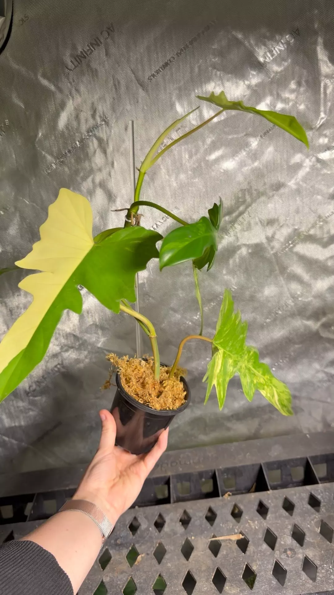 Philodendron Fb x Mayoi thumbnail