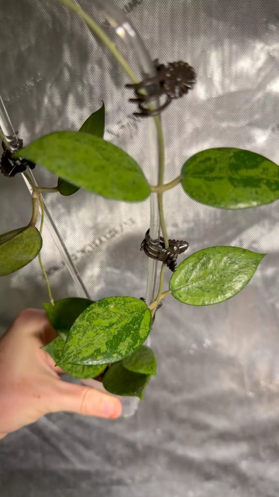 Hoya verticillata Pacitan galaxy thumbnail