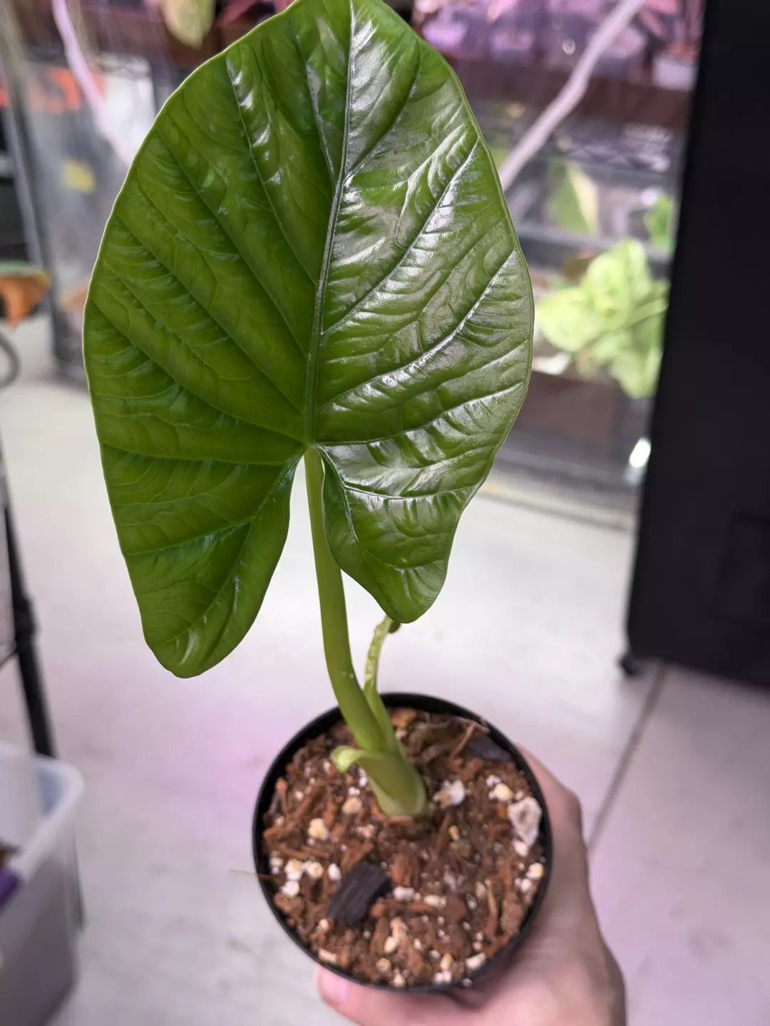 SPECIAL! Alocasia Hybrid (Alba x Sinuata) 3866 thumbnail