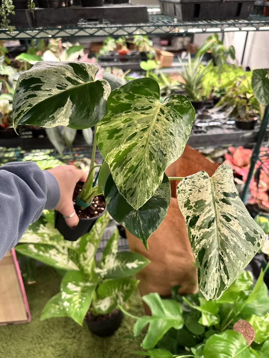 Monstera vietciosa exact plant 4” pot thumbnail