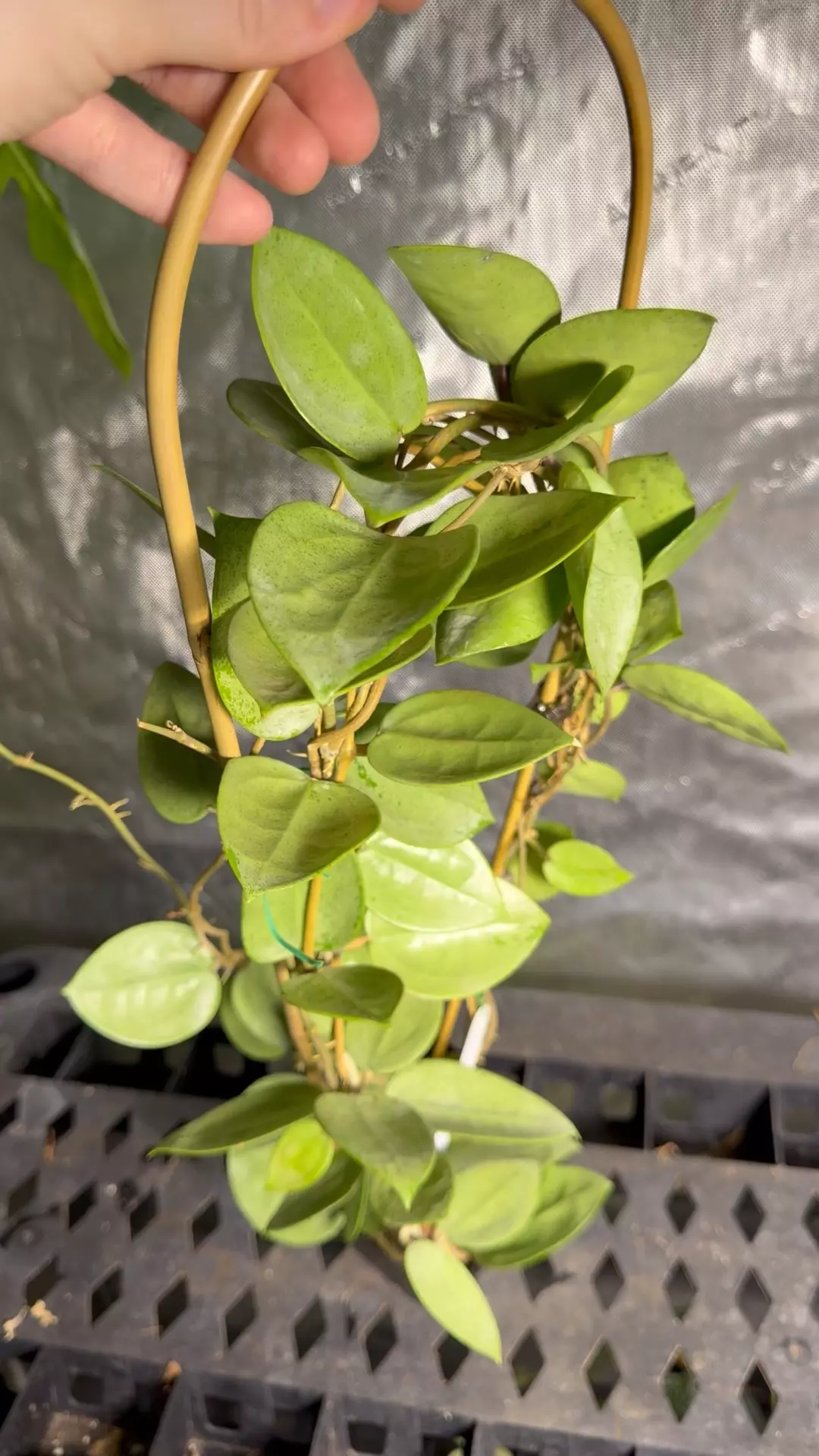 Hoya Parasitica Silver  thumbnail