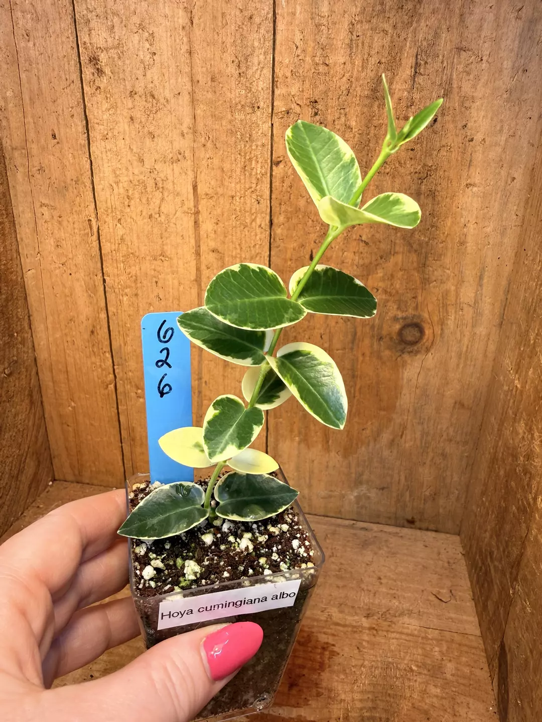 626 Hoya cumingiana albo thumbnail