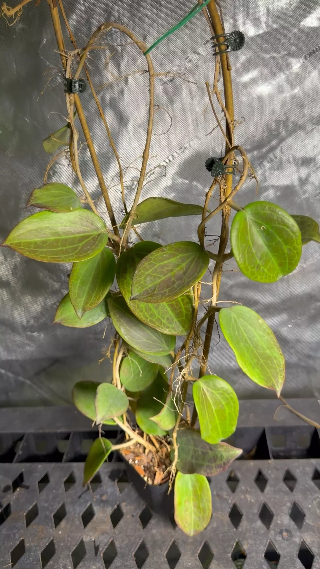 Hoya Merrilli thumbnail