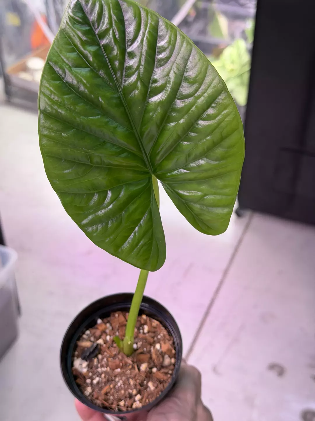 SPECIAL! Alocasia Hybrid (Alba x Sinuata) 3865 thumbnail