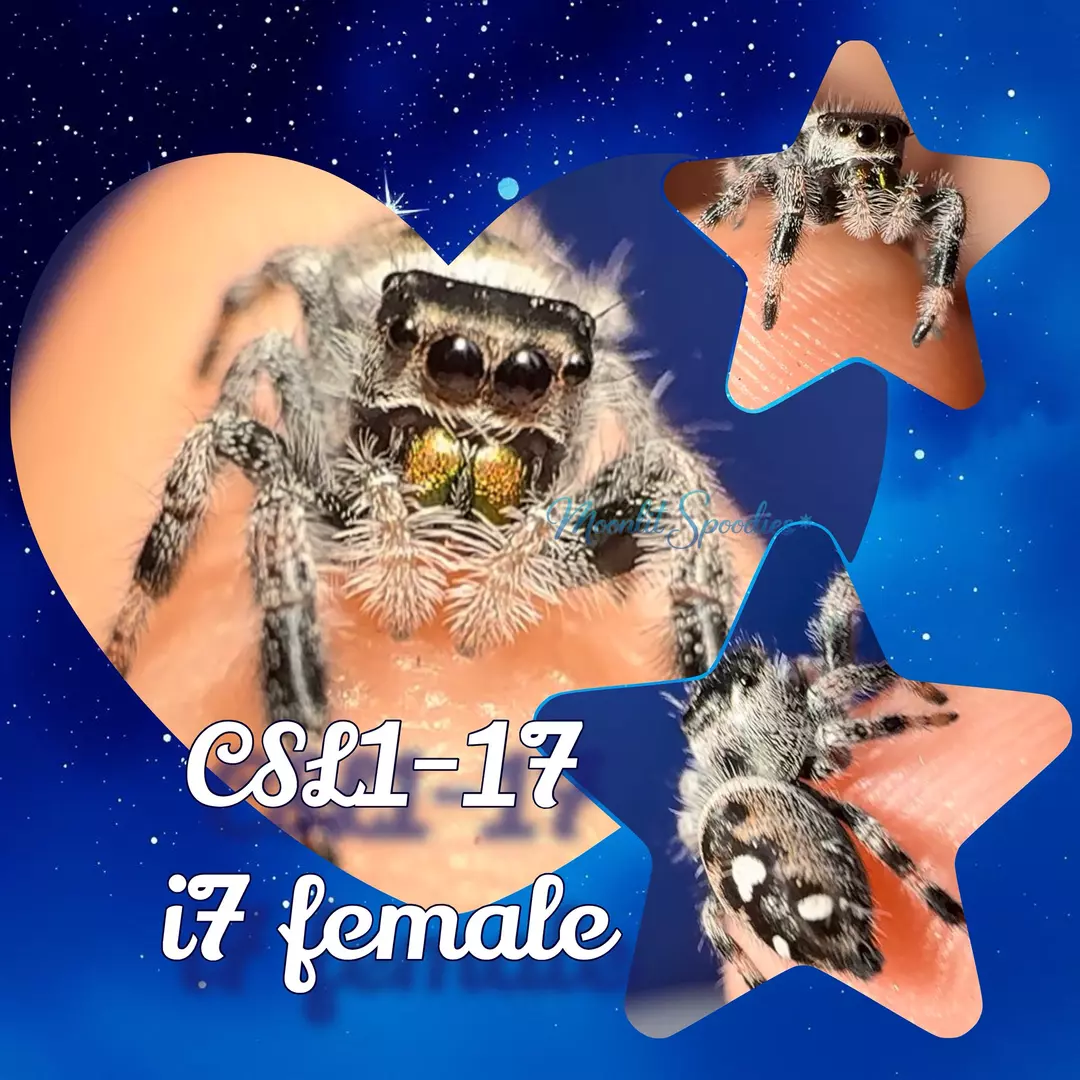 P. regius - i7 female - light phase (17) thumbnail