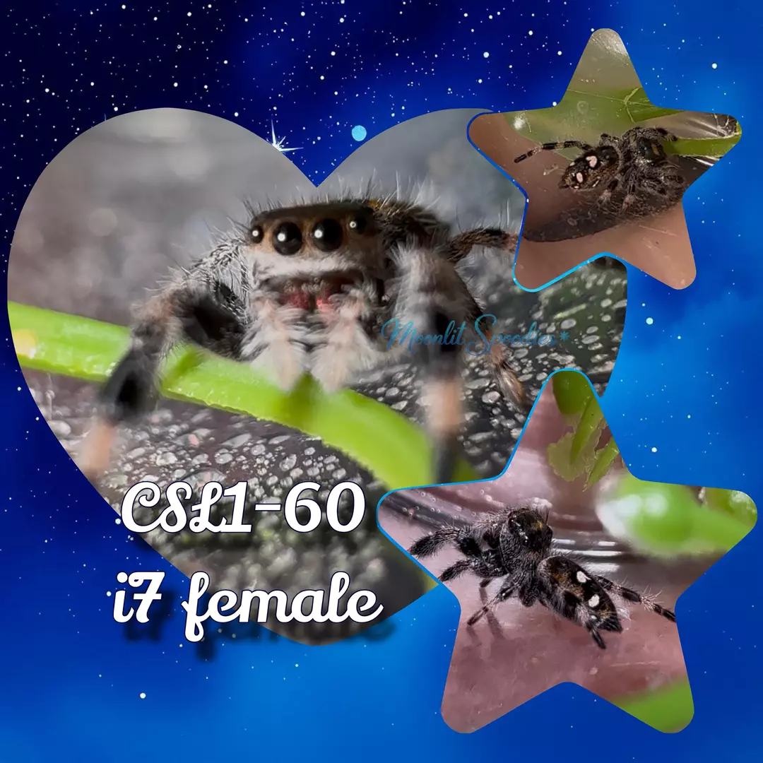 P. regius i7 female (60) thumbnail