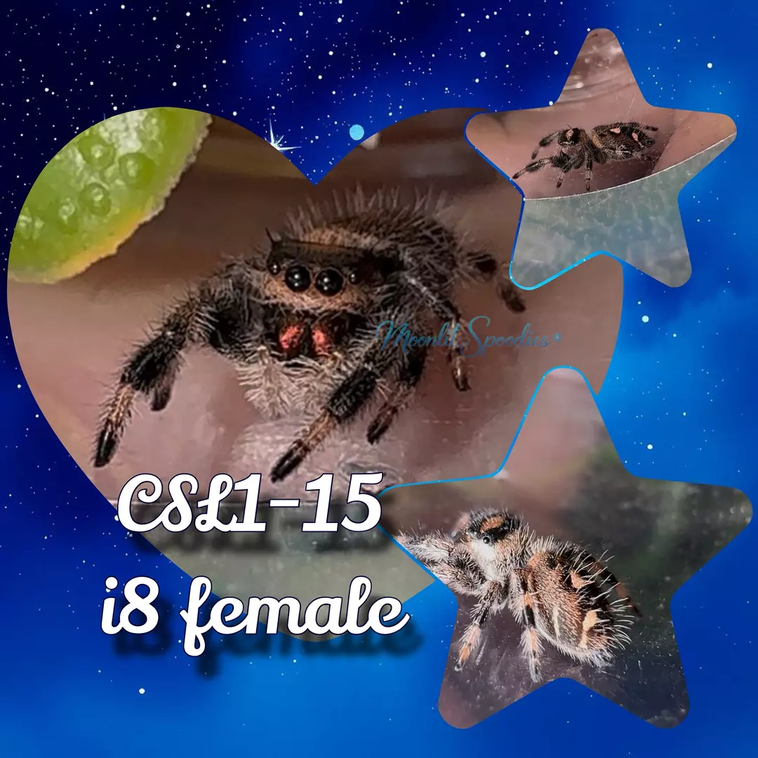 P. regius i8 female (15) thumbnail