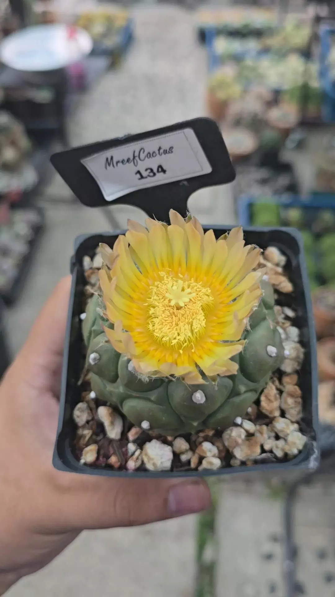 Astrophytum Asteria Kikko 3.25 in POT thumbnail